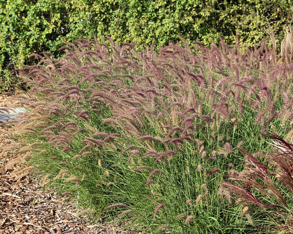 Pennisetum 'Flamingo'
