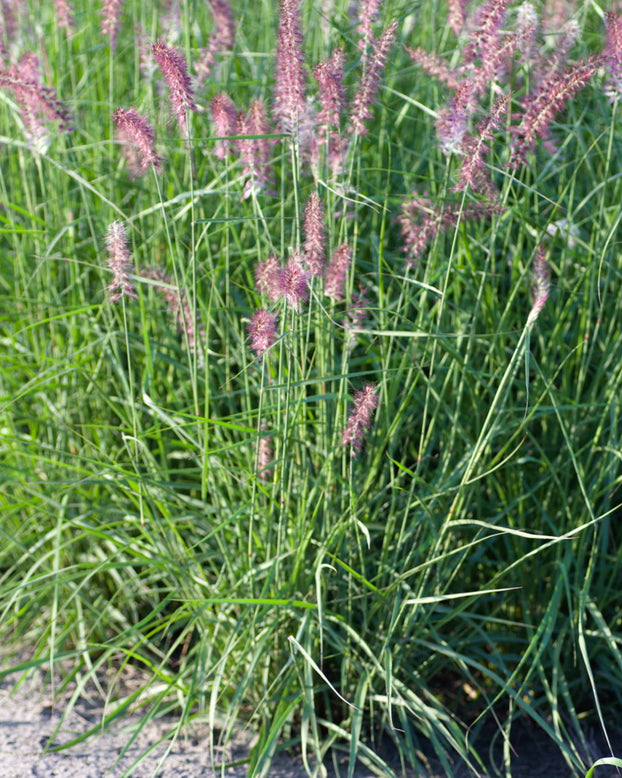 Pennisetum 'Flamingo'