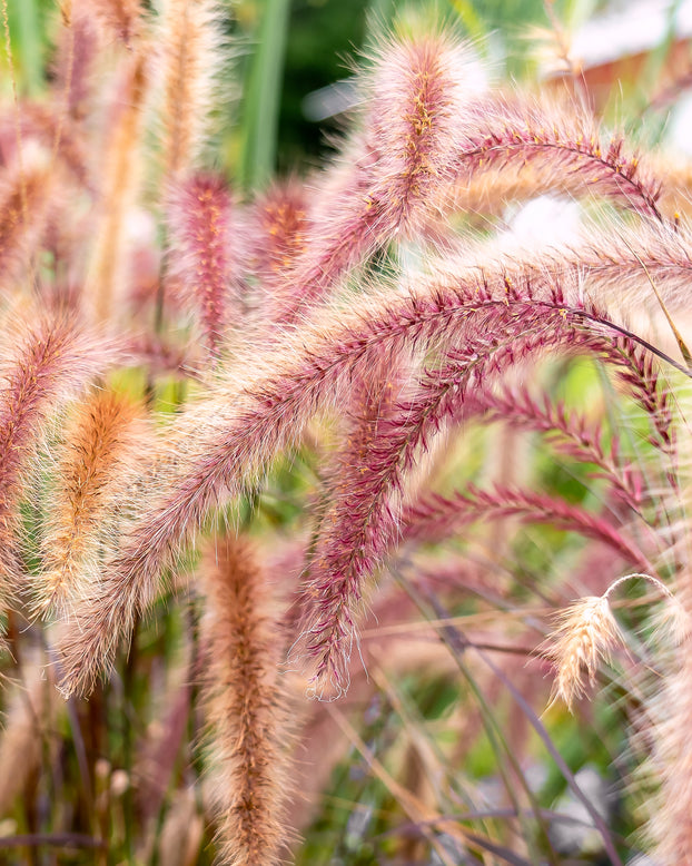 Pennisetum 'Flamingo'