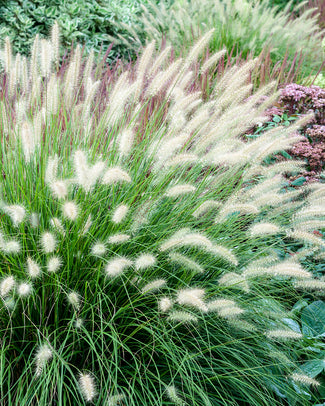 Pennisetum 'Hameln' Pennisetum 'Hameln'