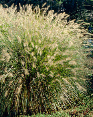 Pennisetum 'Hameln' Pennisetum 'Hameln'