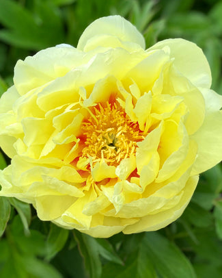 Paeonia 'Bartzella' Paeonia 'Bartzella'