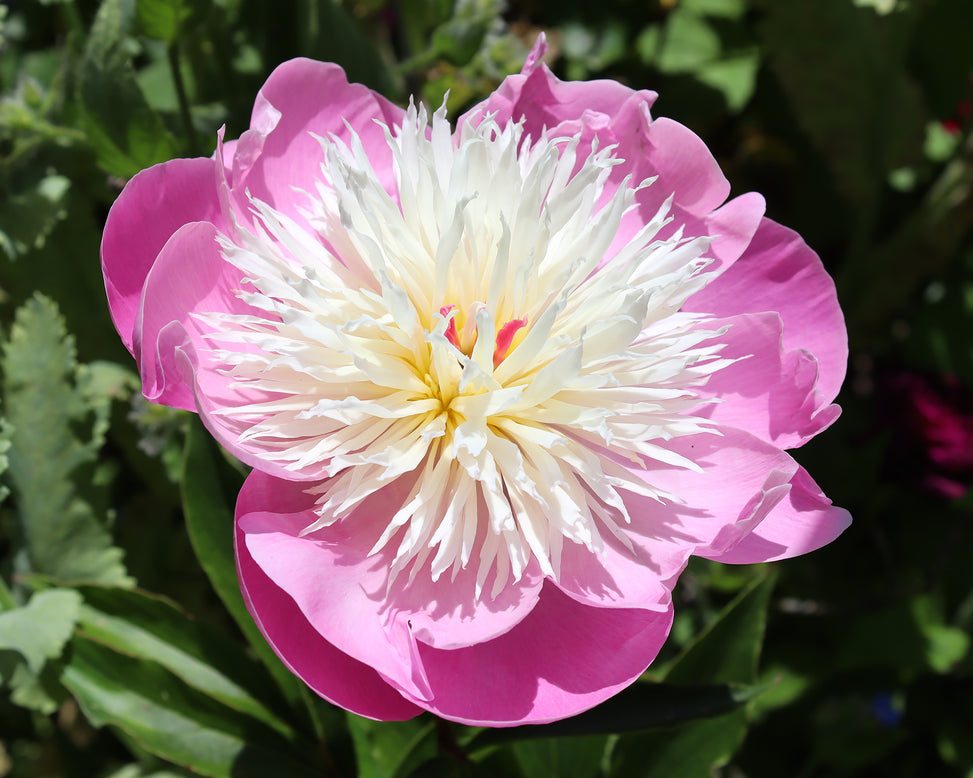 Paeonia 'Bowl of Beauty'