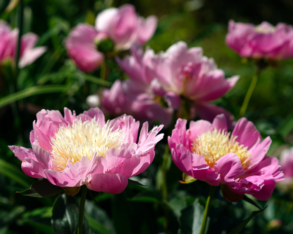 Paeonia 'Bowl of Beauty'