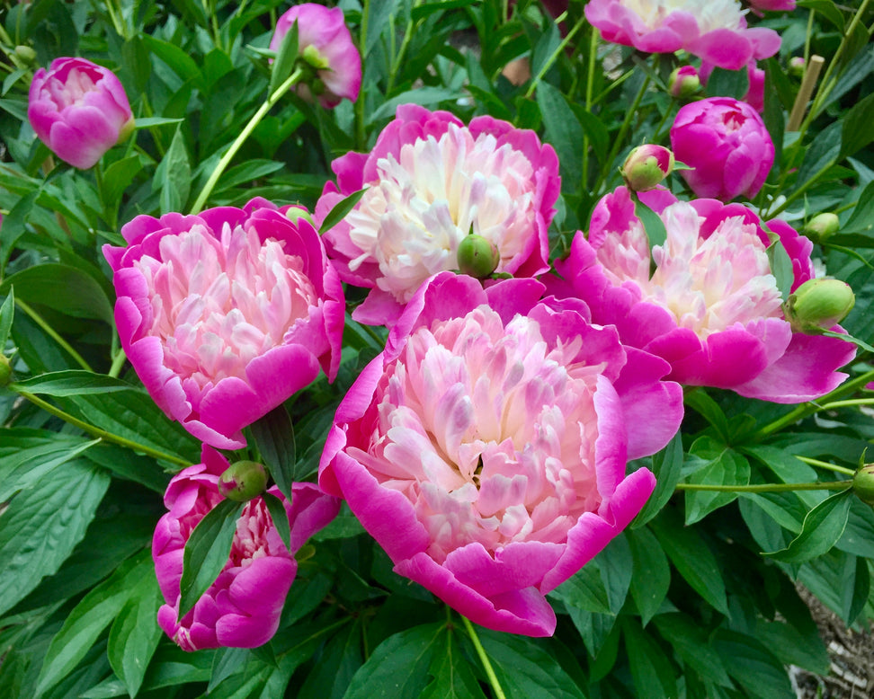 Paeonia 'Bowl of Beauty'