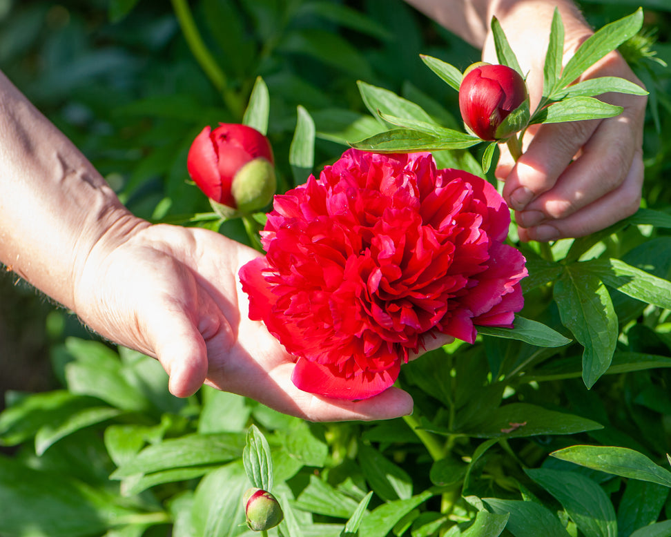 Paeonia 'Buckeye Belle'