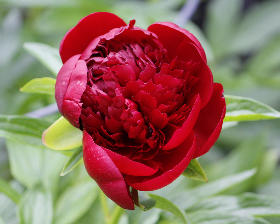 Paeonia 'Buckeye Belle'