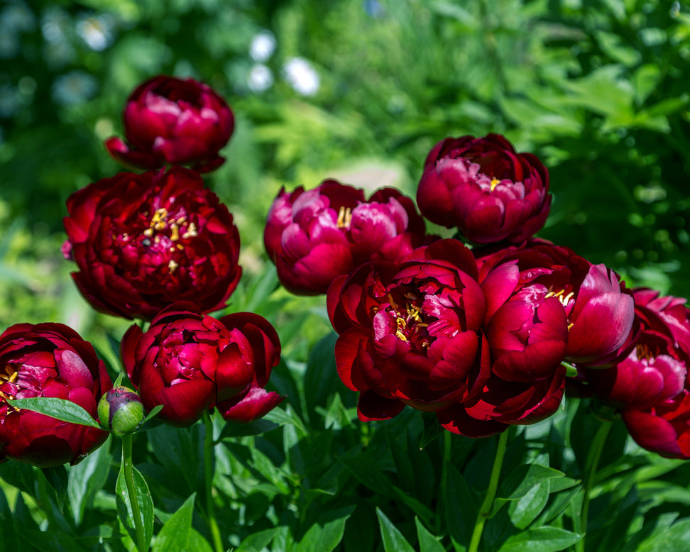 Paeonia 'Buckeye Belle'