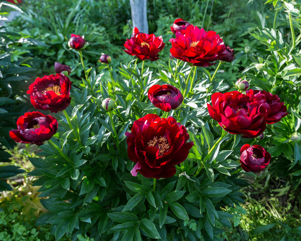 Paeonia 'Buckeye Belle'