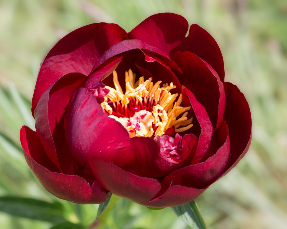 Paeonia 'Buckeye Belle'