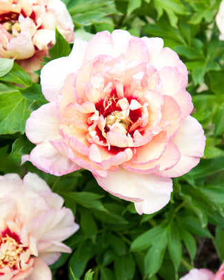 Paeonia 'Callie's Memory' Paeonia 'Callie's Memory'