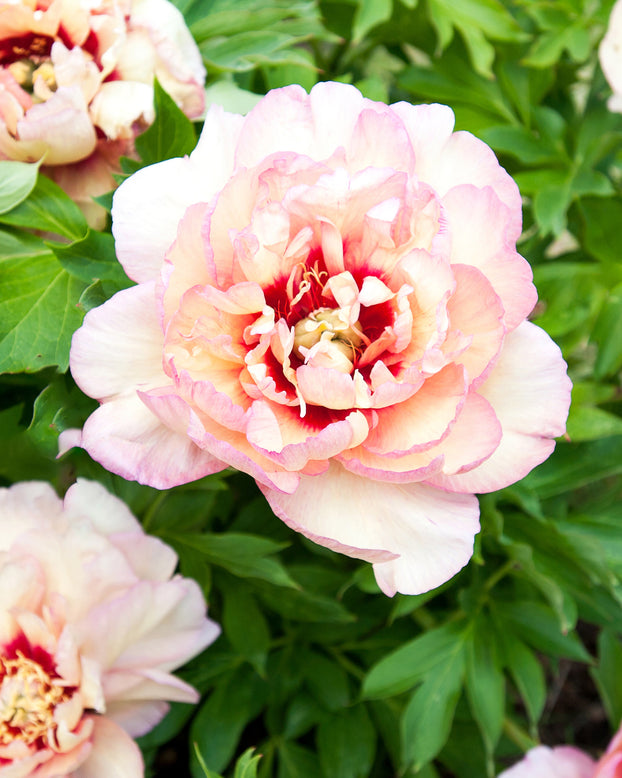 Paeonia 'Callie's Memory'