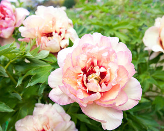 Paeonia 'Callie's Memory' Paeonia 'Callie's Memory'