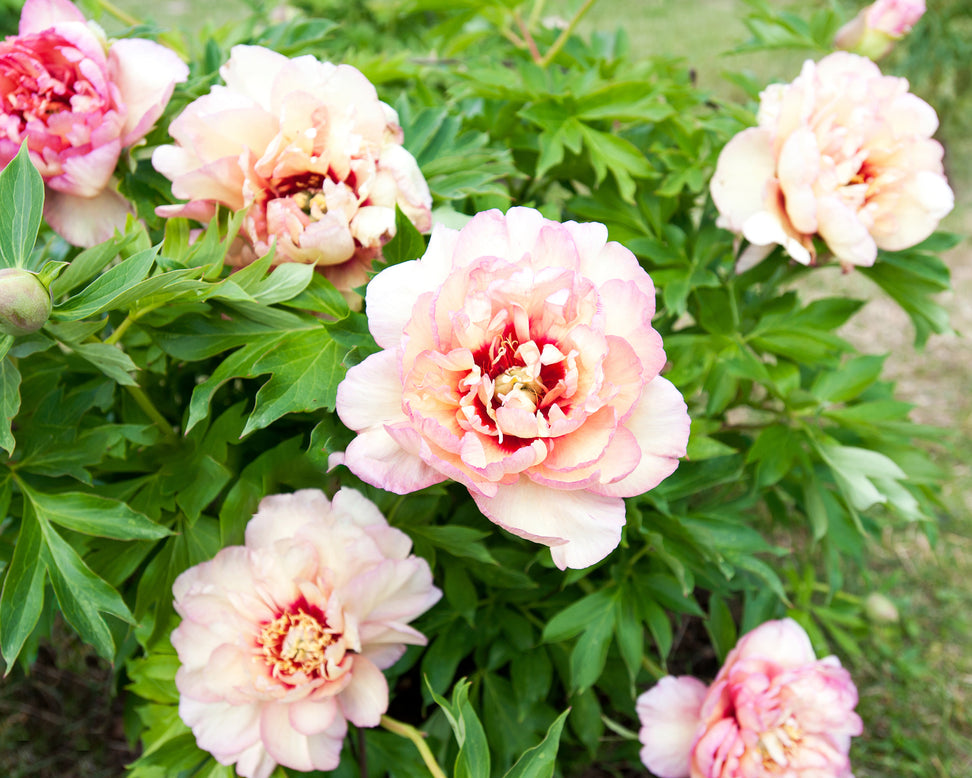 Paeonia 'Callie's Memory'