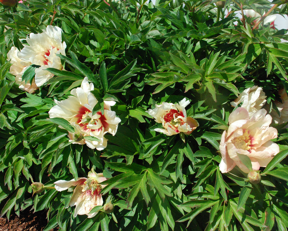 Paeonia 'Callie's Memory'