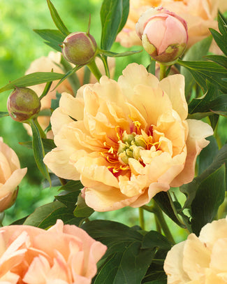 Paeonia 'Canary Brilliants' Paeonia 'Canary Brilliants'