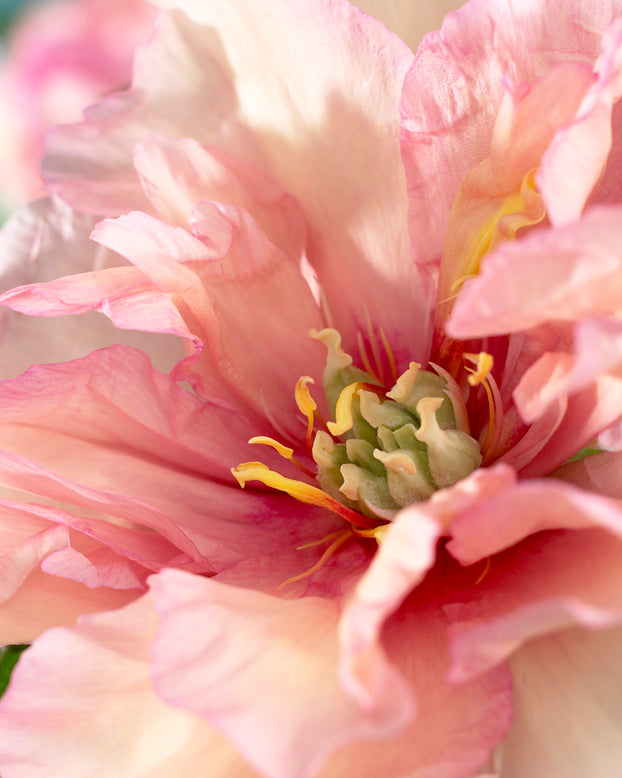 Paeonia 'Canary Brilliants'