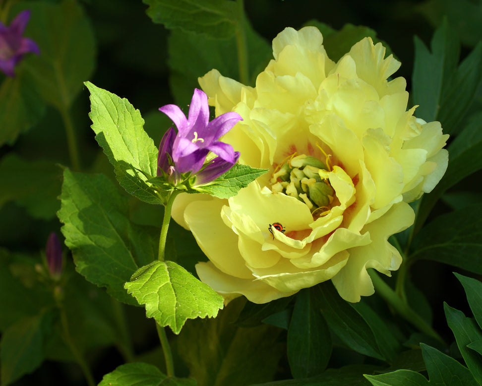 Paeonia 'Canary Brilliants'