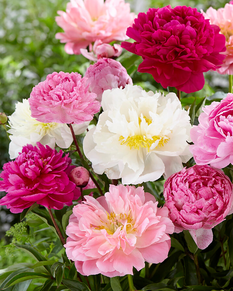 Peony bulbs sales for sale