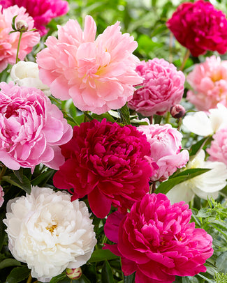 Peony collection 'Colourburst' Peony collection 'Colourburst'