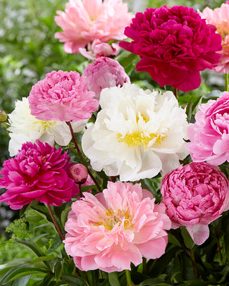 Peony collection 'Colourburst' Peony collection 'Colourburst'