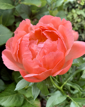 Paeonia 'Coral Charm' Paeonia 'Coral Charm'