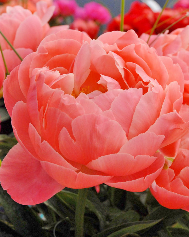 Paeonia 'Coral Charm'