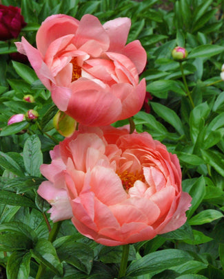 Paeonia 'Coral Charm' Paeonia 'Coral Charm'
