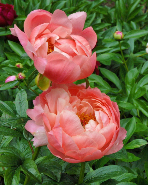 Paeonia 'Coral Charm'