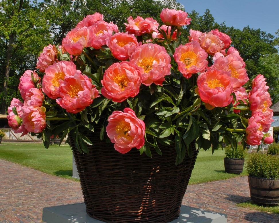 Paeonia 'Coral Charm'