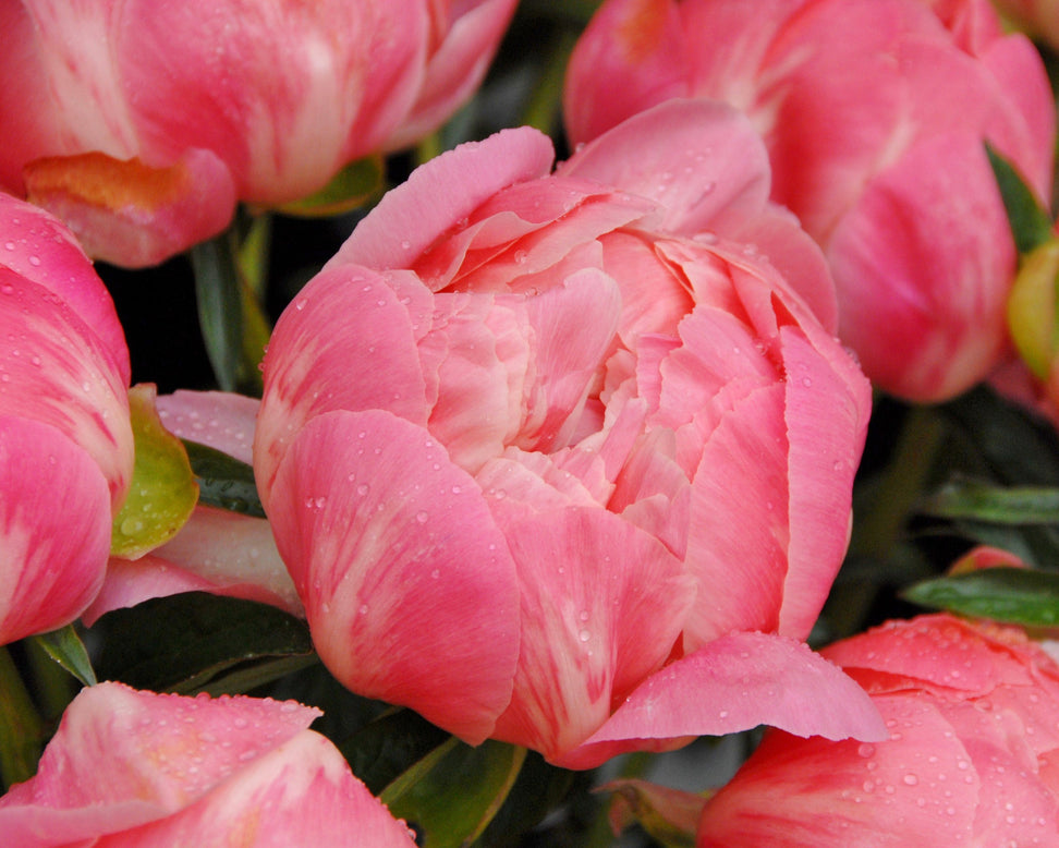 Paeonia 'Coral Charm'