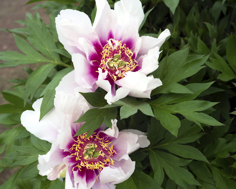 Paeonia 'Cora Louise'
