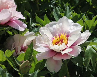 Paeonia 'Cora Louise' Paeonia 'Cora Louise'