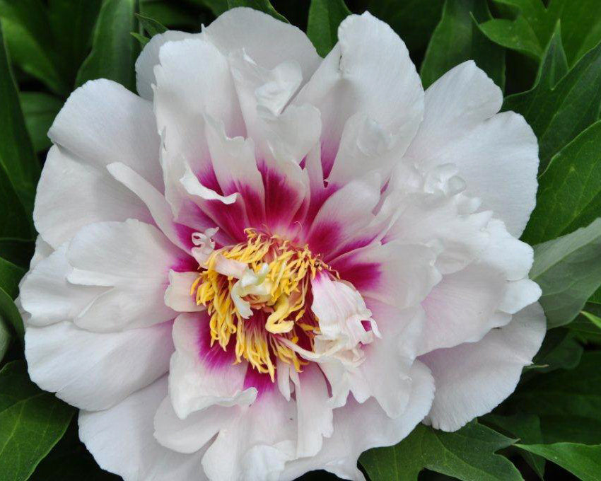 Paeonia 'Cora Louise'