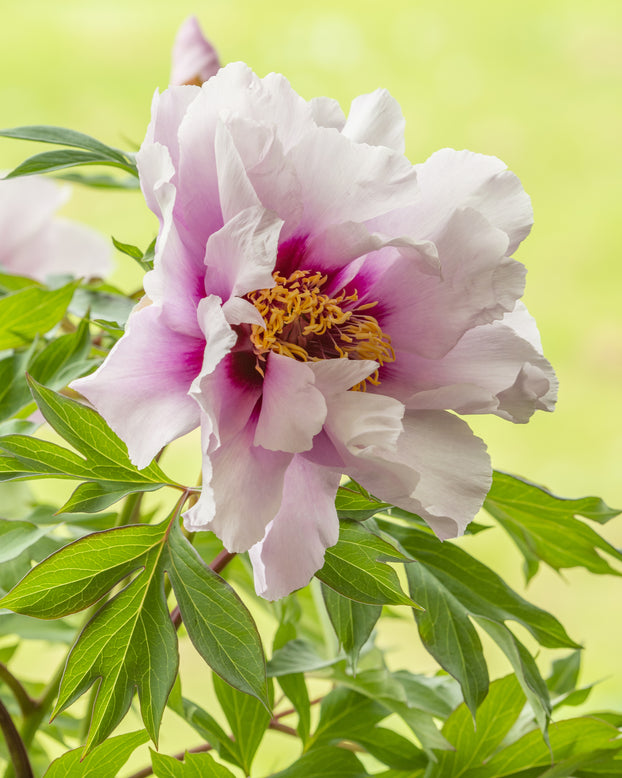 Paeonia 'Cora Louise'