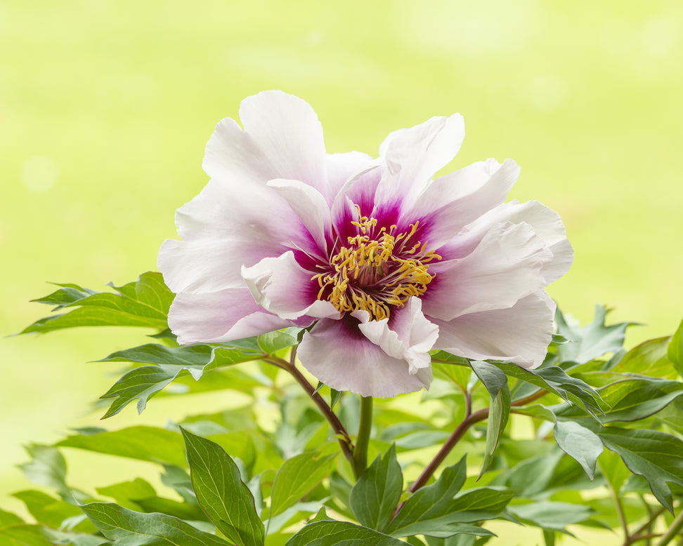 Paeonia 'Cora Louise'