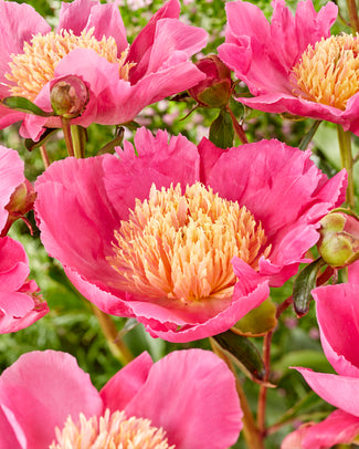 Paeonia 'Flame' Paeonia 'Flame'