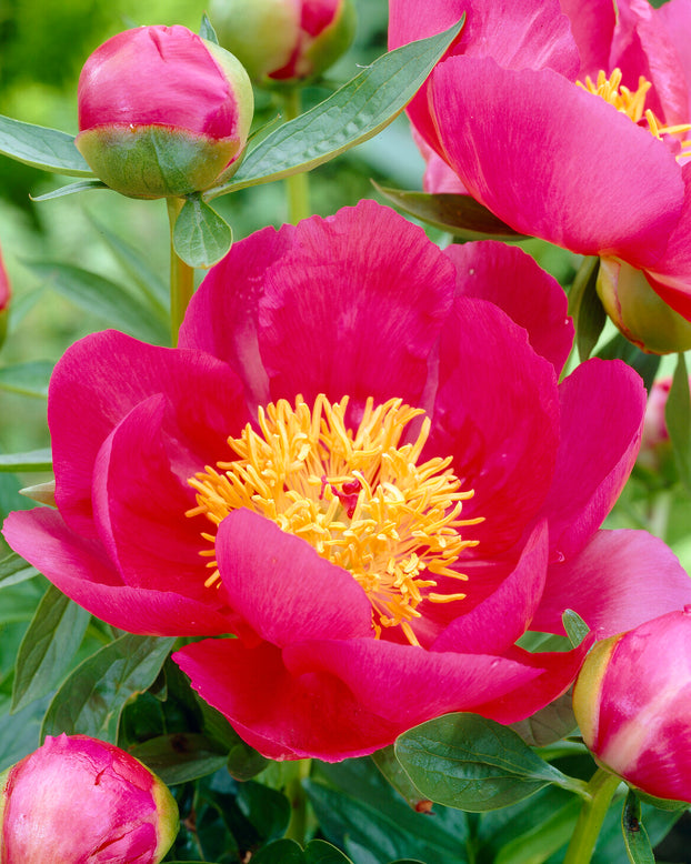 Paeonia 'Flame'