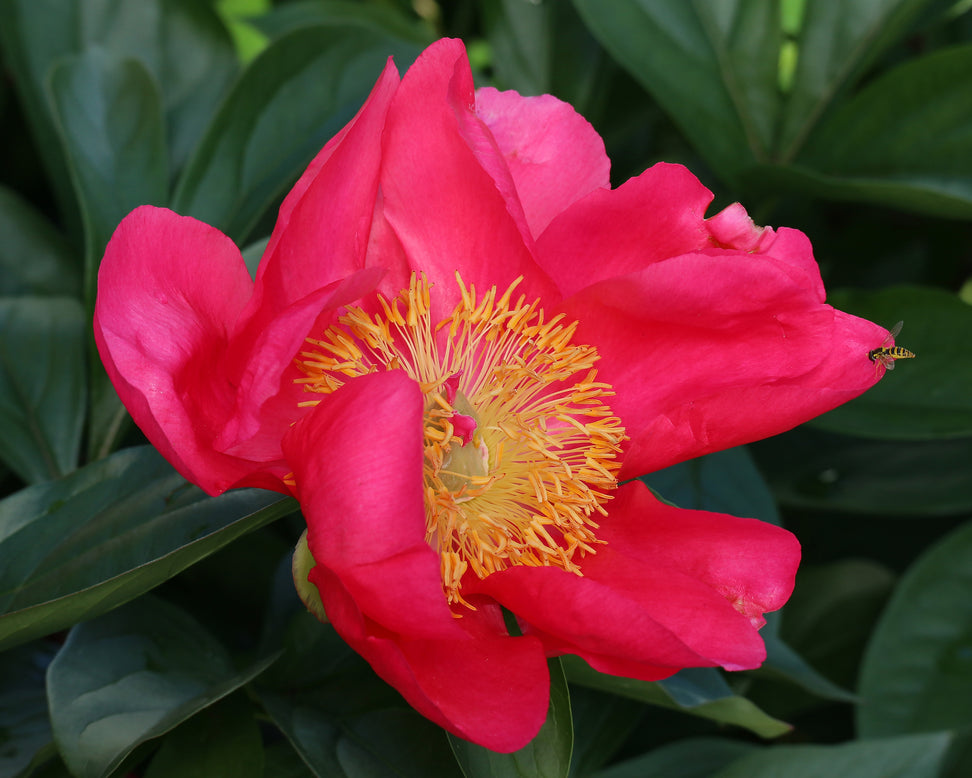 Paeonia 'Flame'