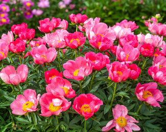 Paeonia 'Flame' Paeonia 'Flame'