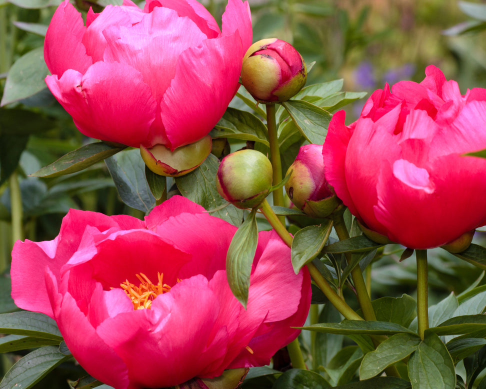 Paeonia 'Flame'