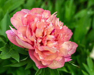 Paeonia 'Hillary' Paeonia 'Hillary'