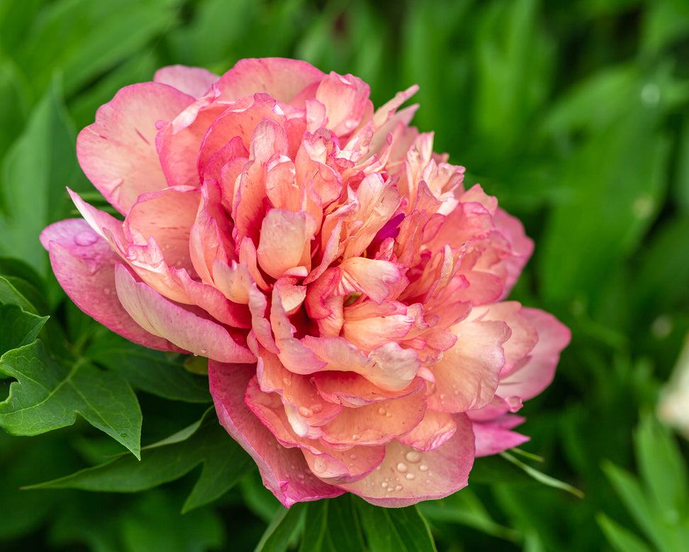 Paeonia 'Hillary'