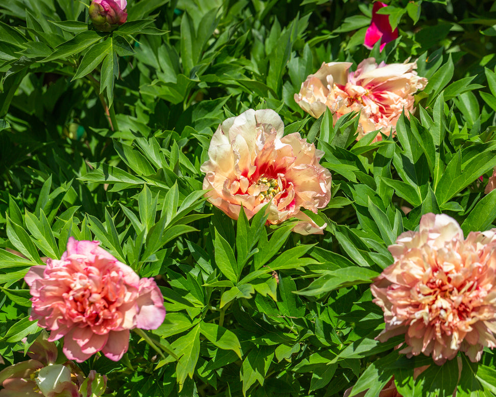 Paeonia 'Hillary'