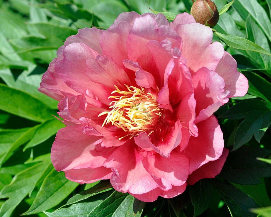 Paeonia 'Hillary'