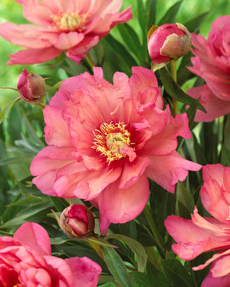 Paeonia 'Hillary' Paeonia 'Hillary'
