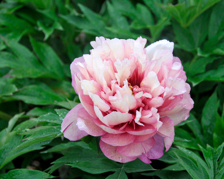 Paeonia 'Hillary'