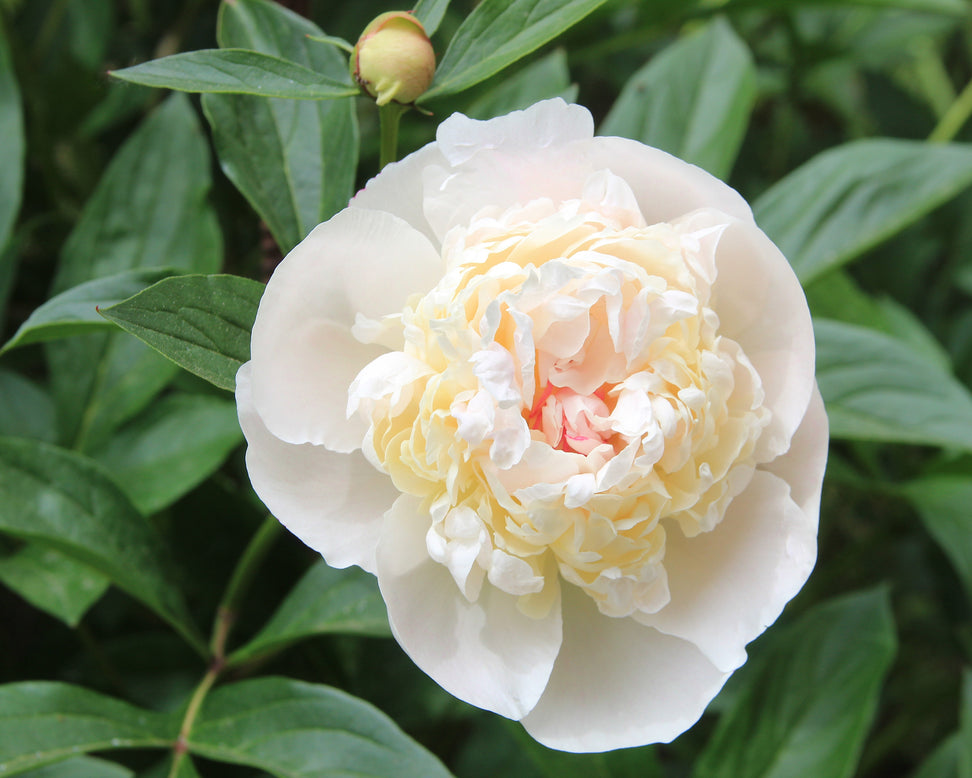 Paeonia 'Immaculée'