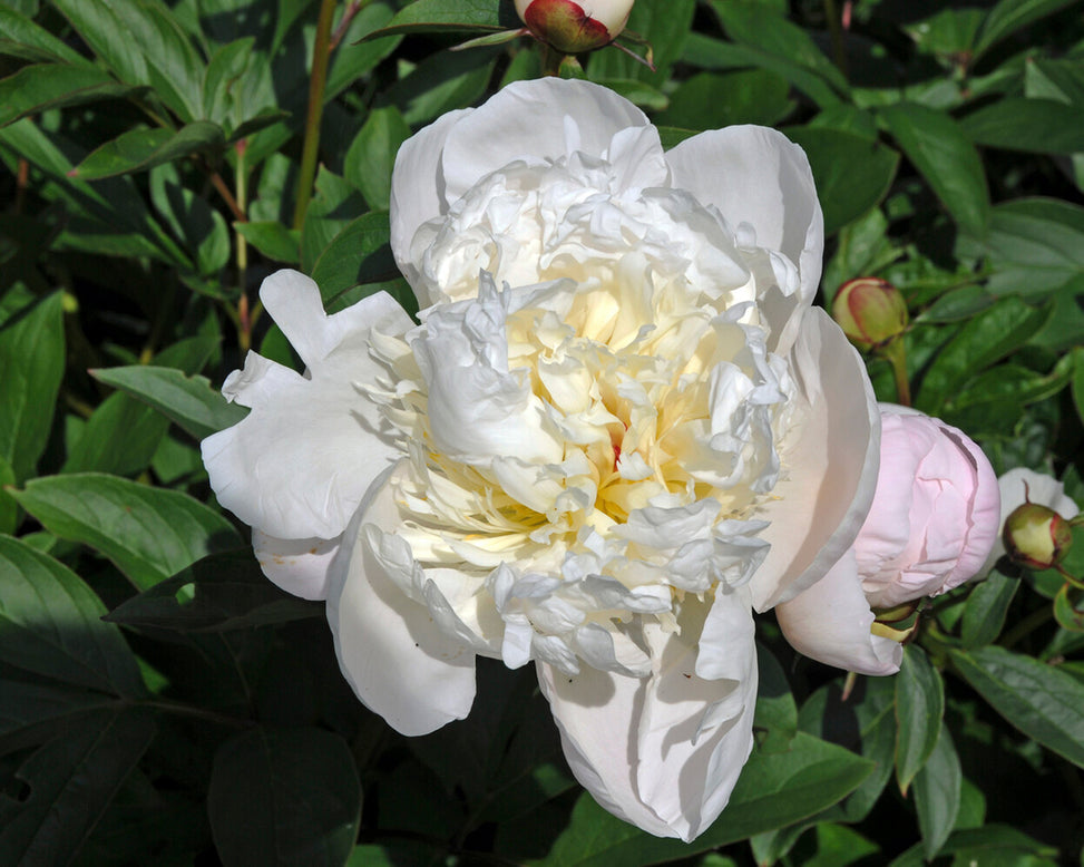 Paeonia 'Immaculée'