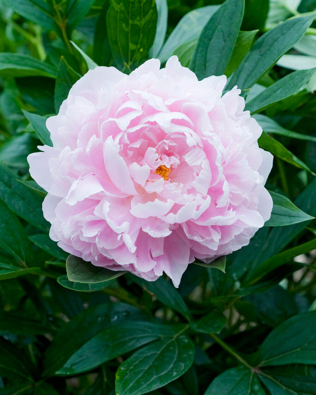 Paeonia 'Immaculée'